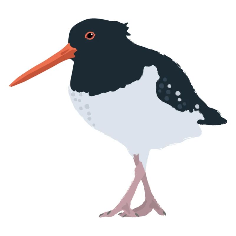 Austernfischer illustriert