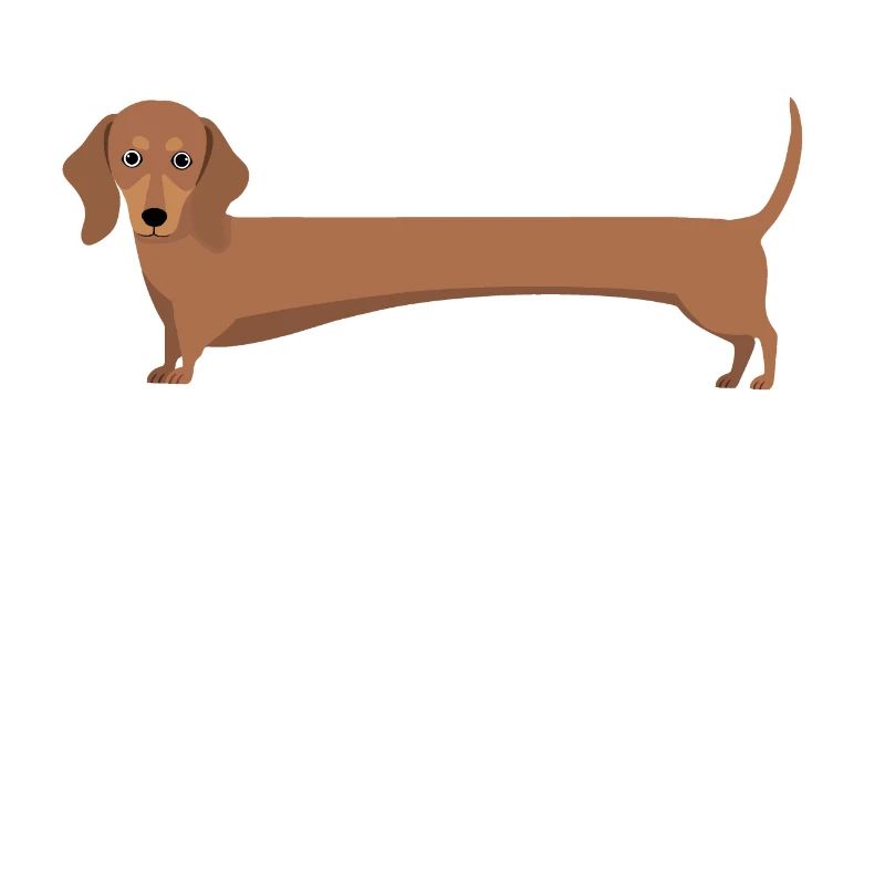 Dackel mit langem Körper