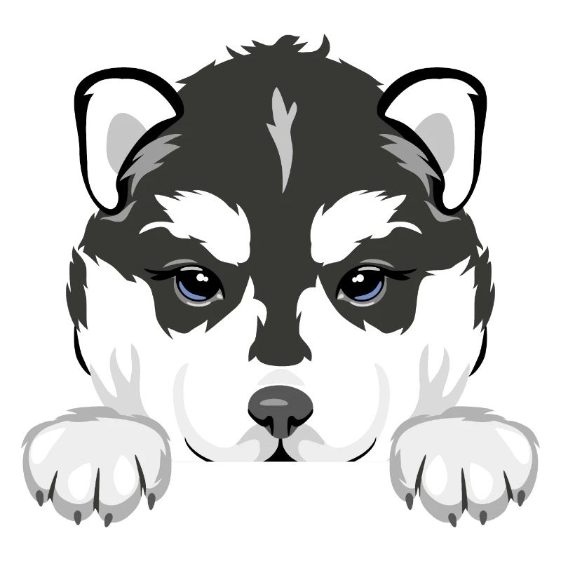 Chiot husky qui regarde