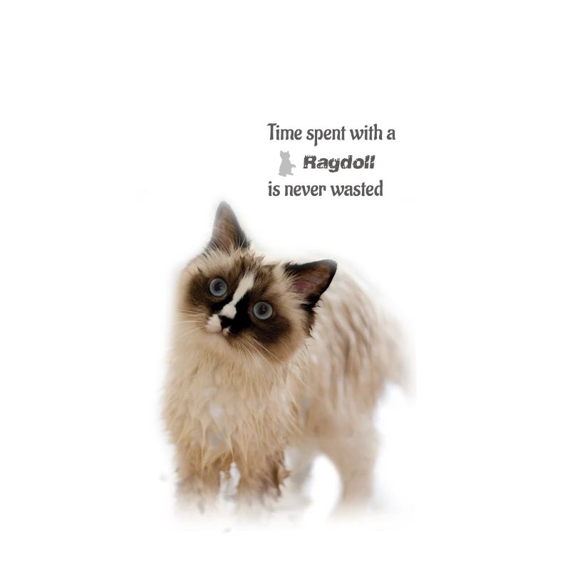 Temps passé avec un Ragdoll - idée cadeau