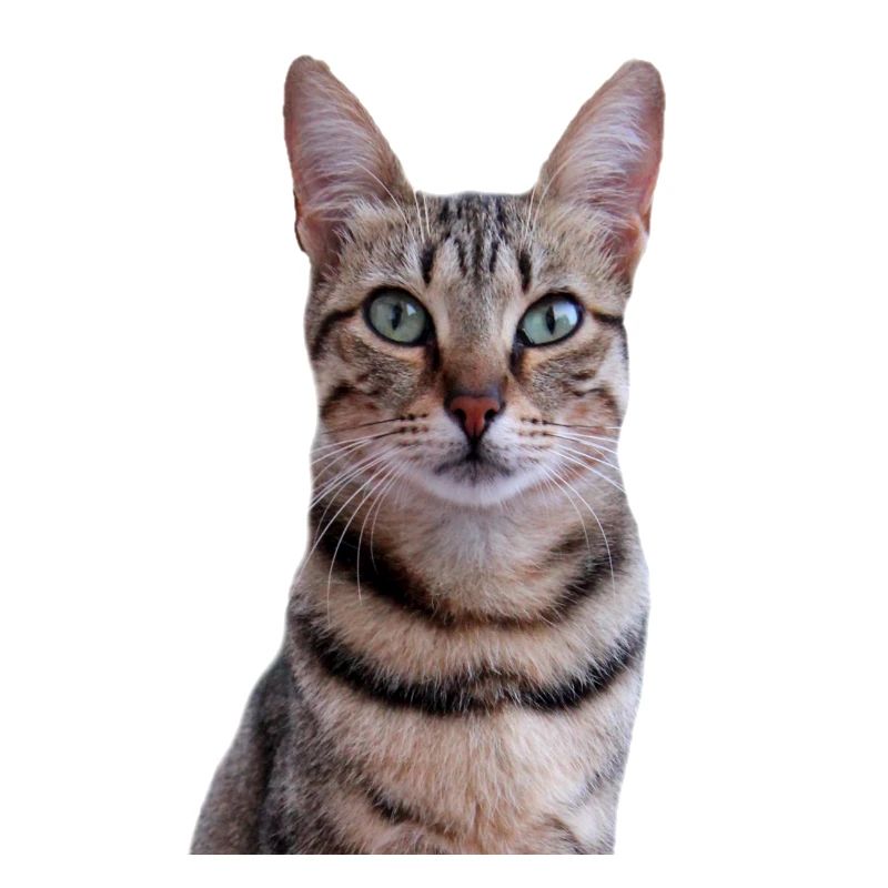 Chat chat chaton doux