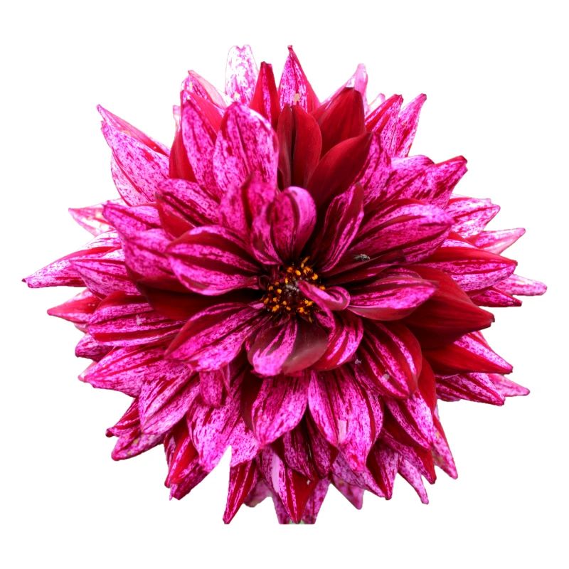 Fleur Rose Rose Fleur Fleurs Rose Rose Fleurs