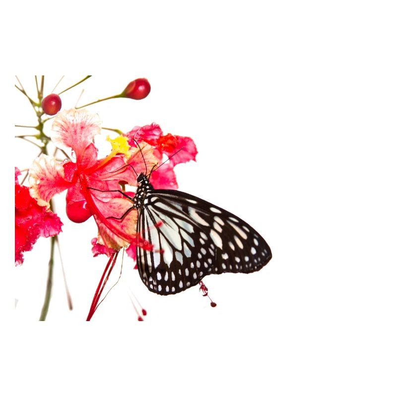 Papillon papillon