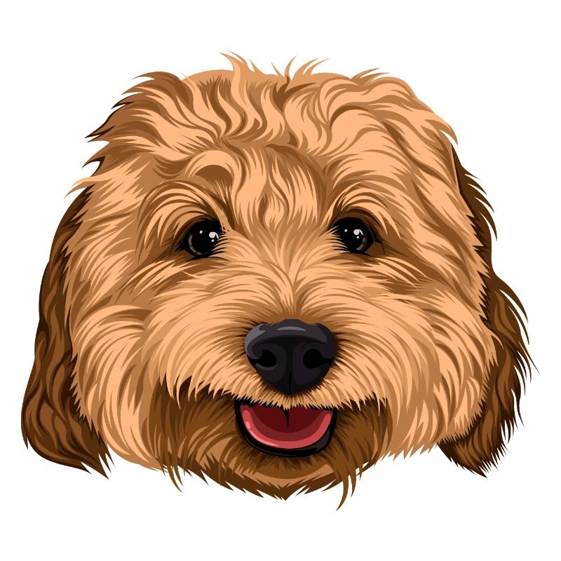 Glücklicher Cockapoo