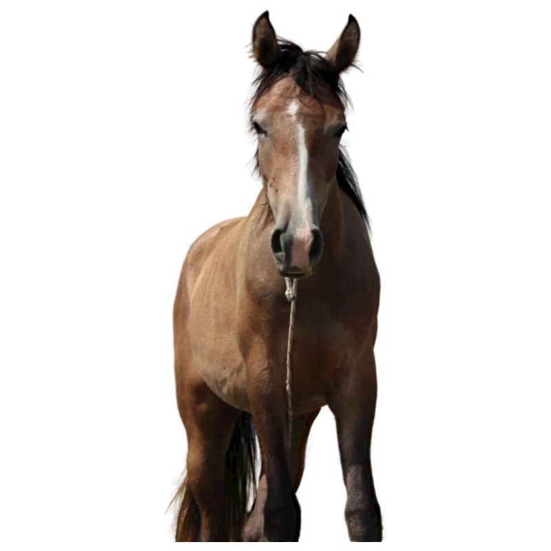 Pferd Mädchen Geschenk