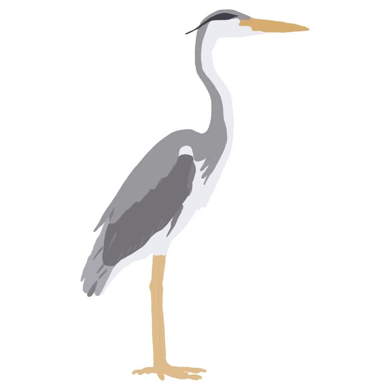 grey heron