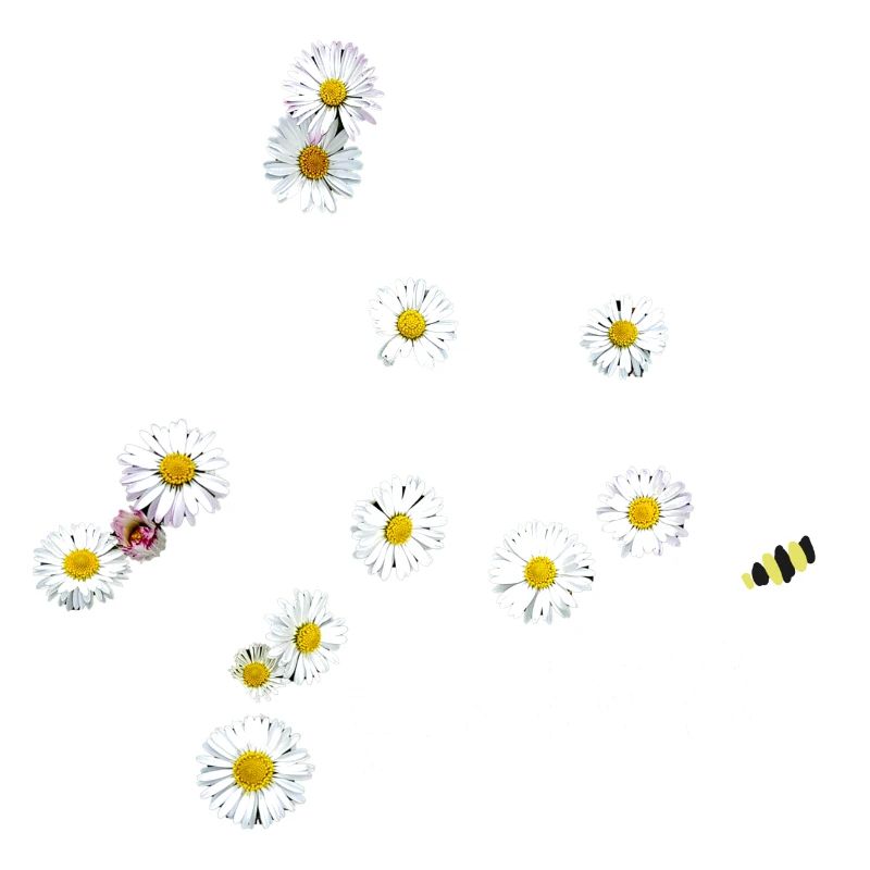 Bee happy, bee, daisy, flowers