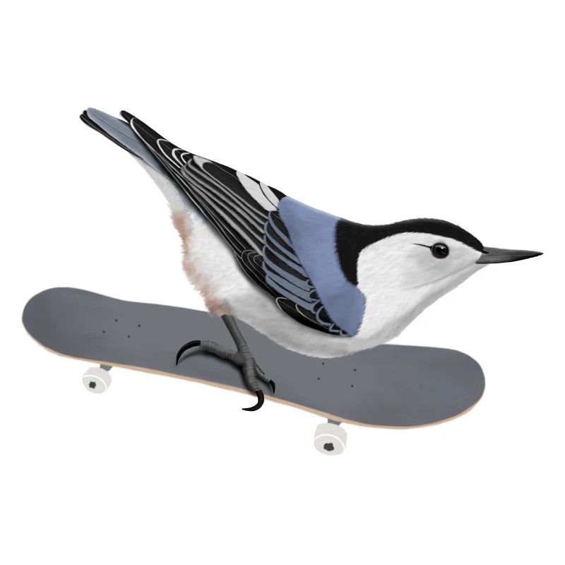 Carolina Nuthatch Biologiste des oiseaux de planche à roulettes
