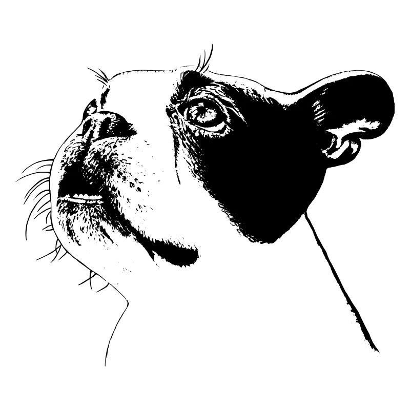 Boston Terrier
