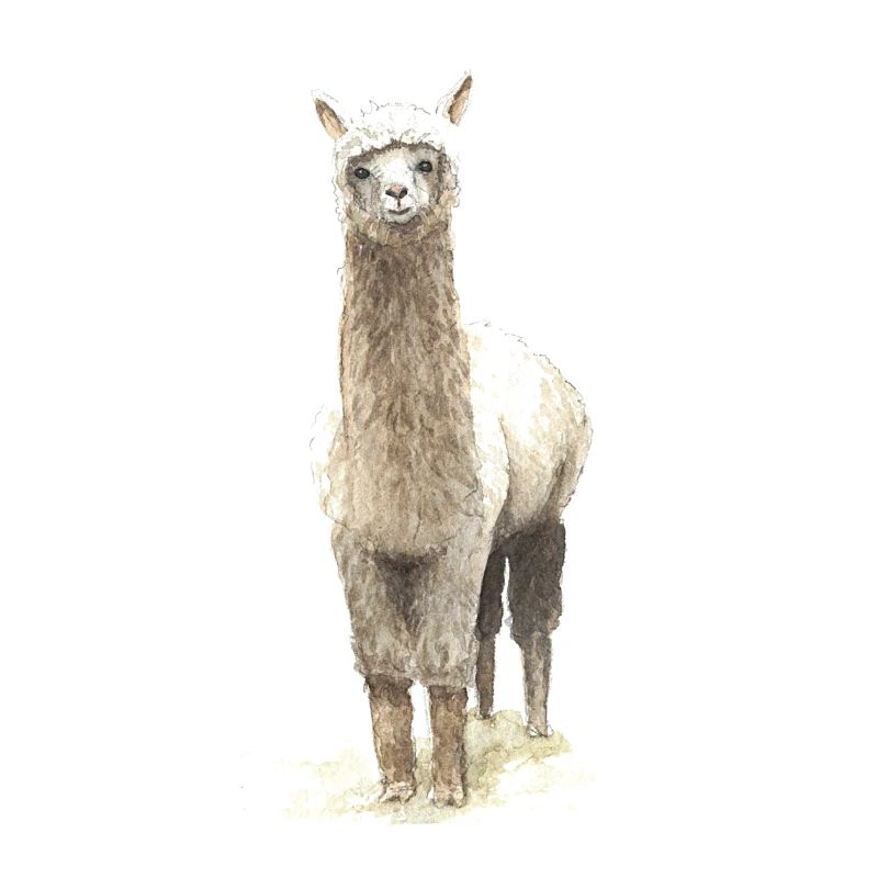 Lama