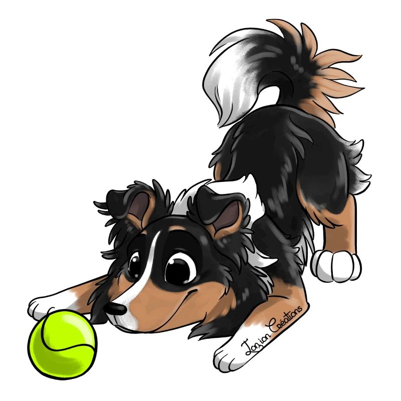 Le plus mignon Shetland