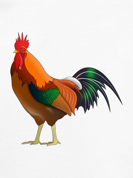Coq