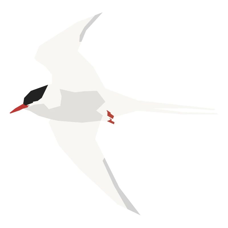 Arctic Tern flying