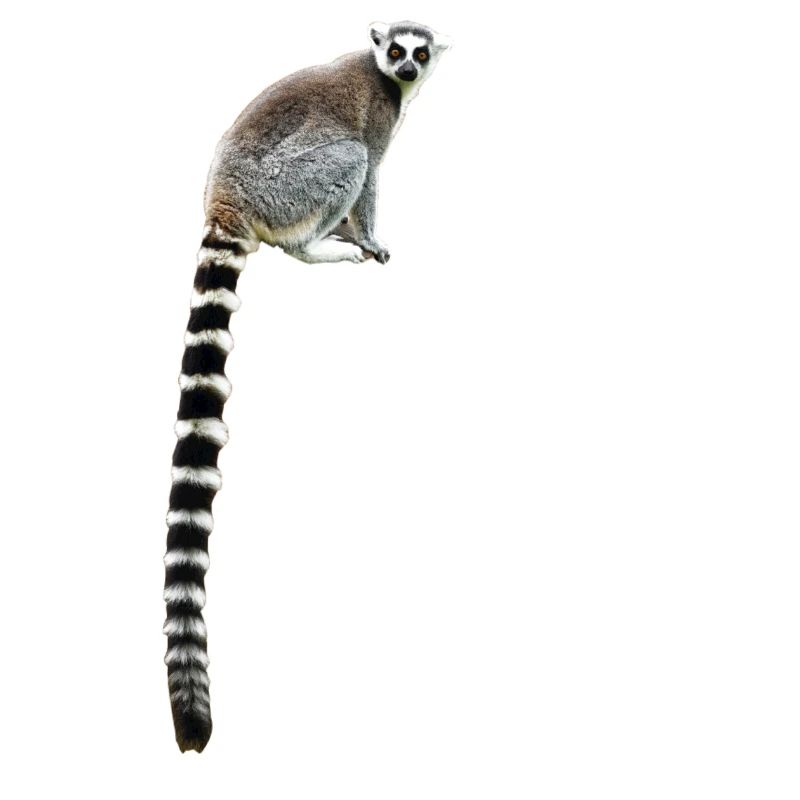 Afrika Lemur Affe Geschenk Kinder
