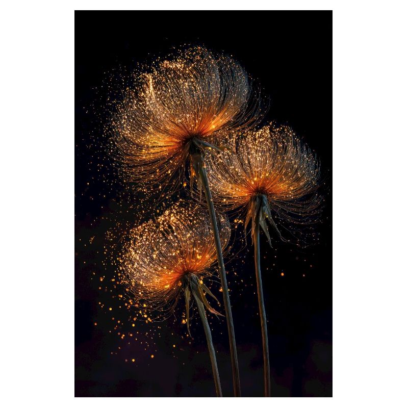 Gilded Dandelion Flight