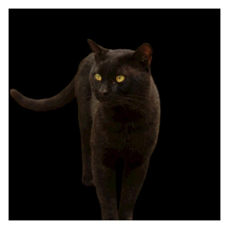 black cat kitten cat