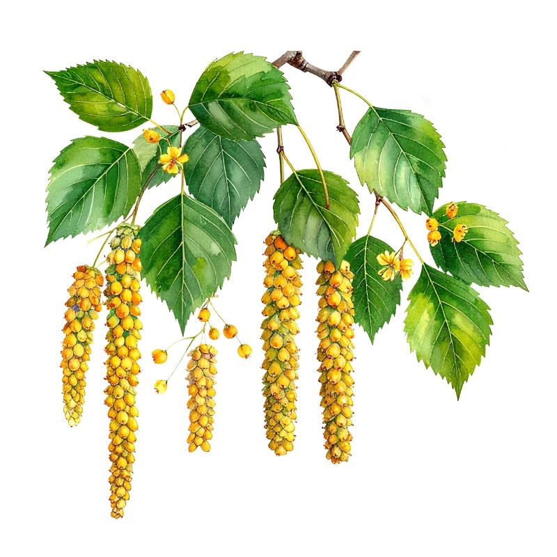 silver birch - watercolor