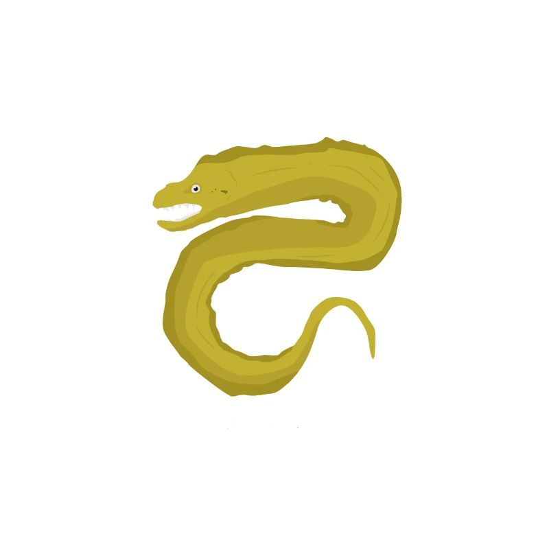 Moray Mooray Moraine Fish Eel Diver Gift
