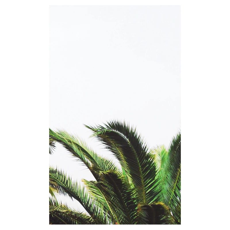 palm trees
