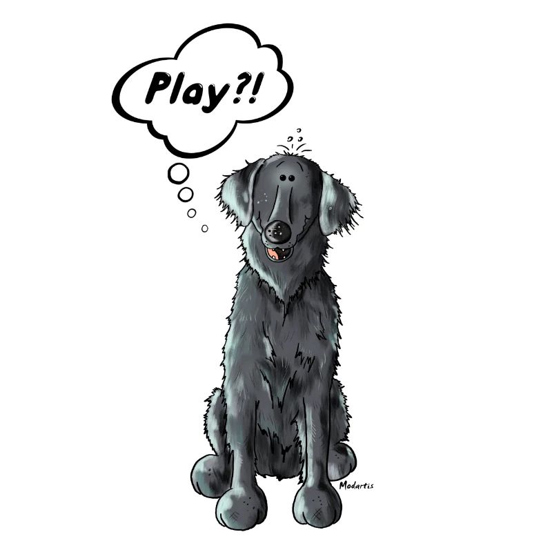 Flat Coated Retriever Play