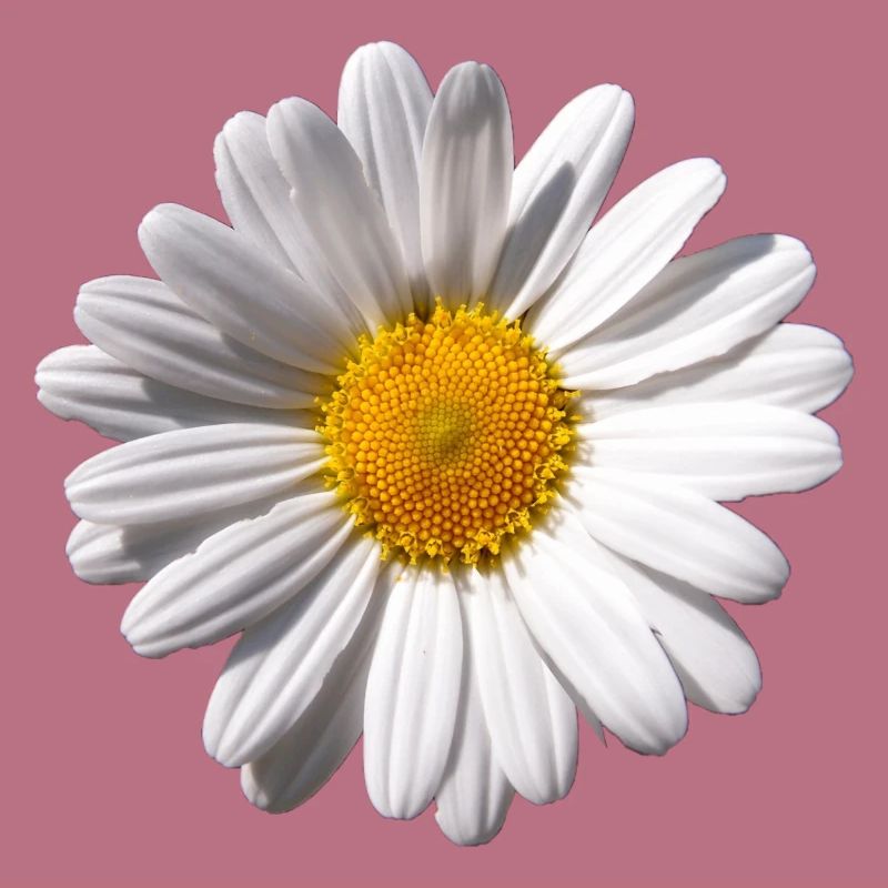 Margarite