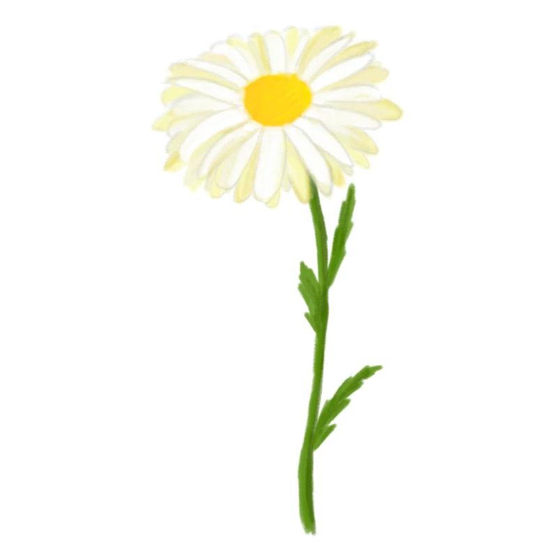 Geburtsblume April Gänseblümchen