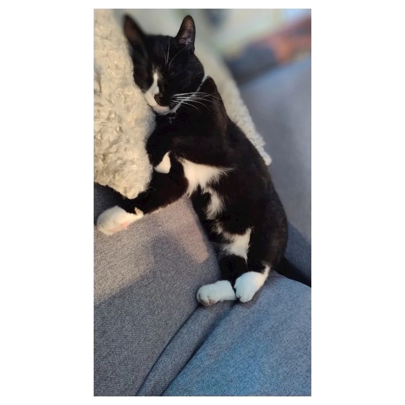 TUXEDO CAT SLEEPING