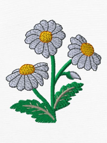 Gänseblümchen