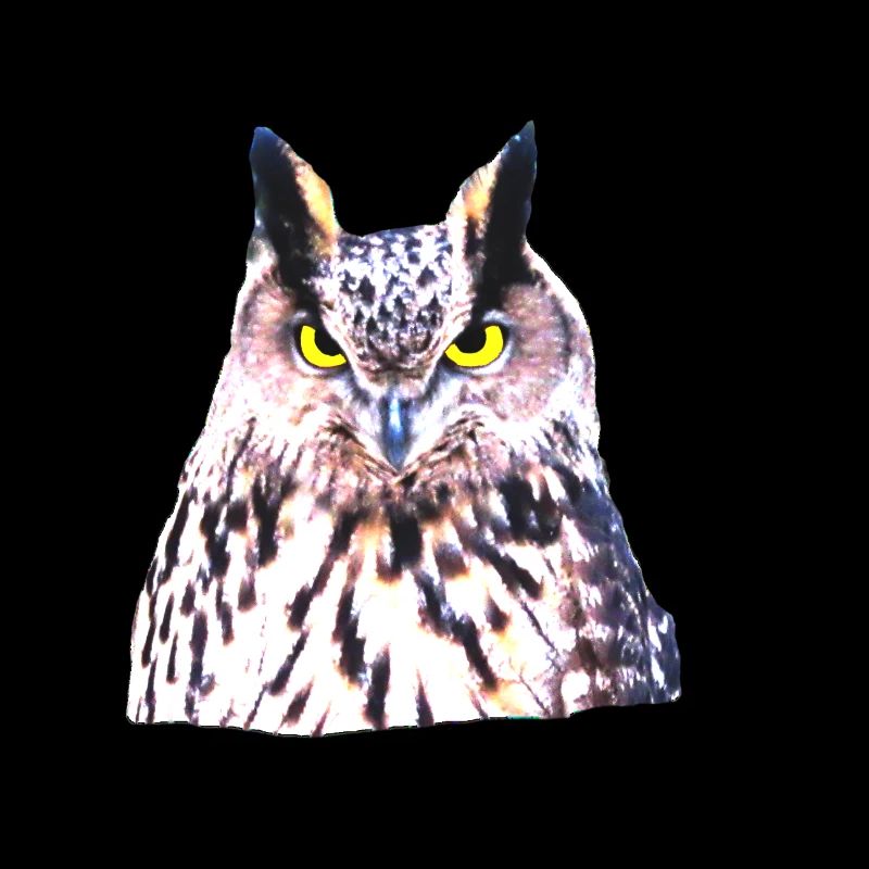 wilder Uhu, Eule, Kauz, Wald, Tier