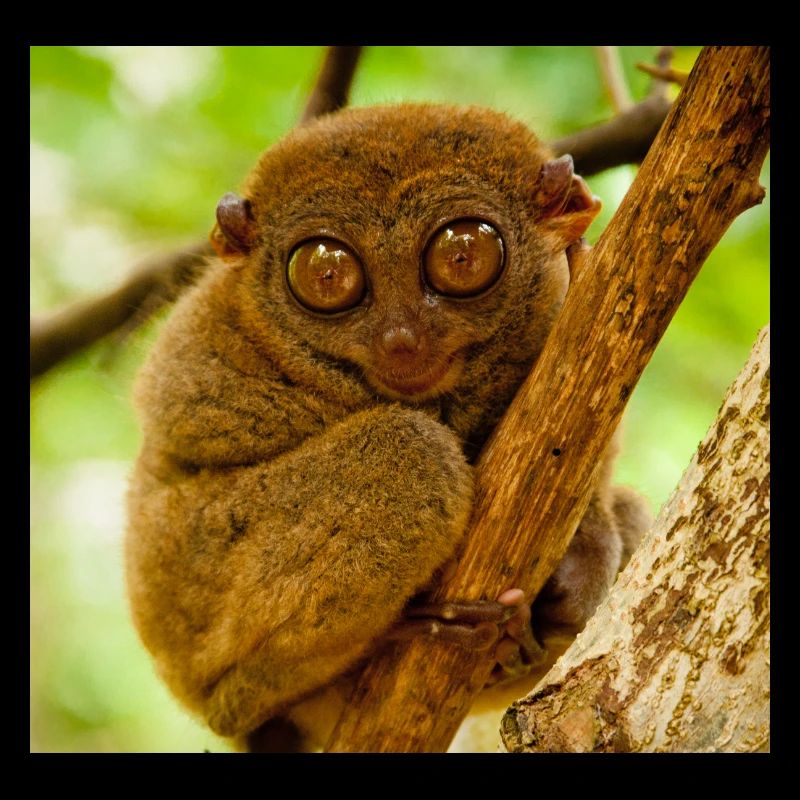 Masque de singe Masque de singe