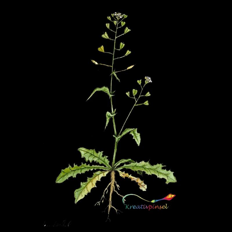 Bourse de berger (Capsella bursa pastoris)