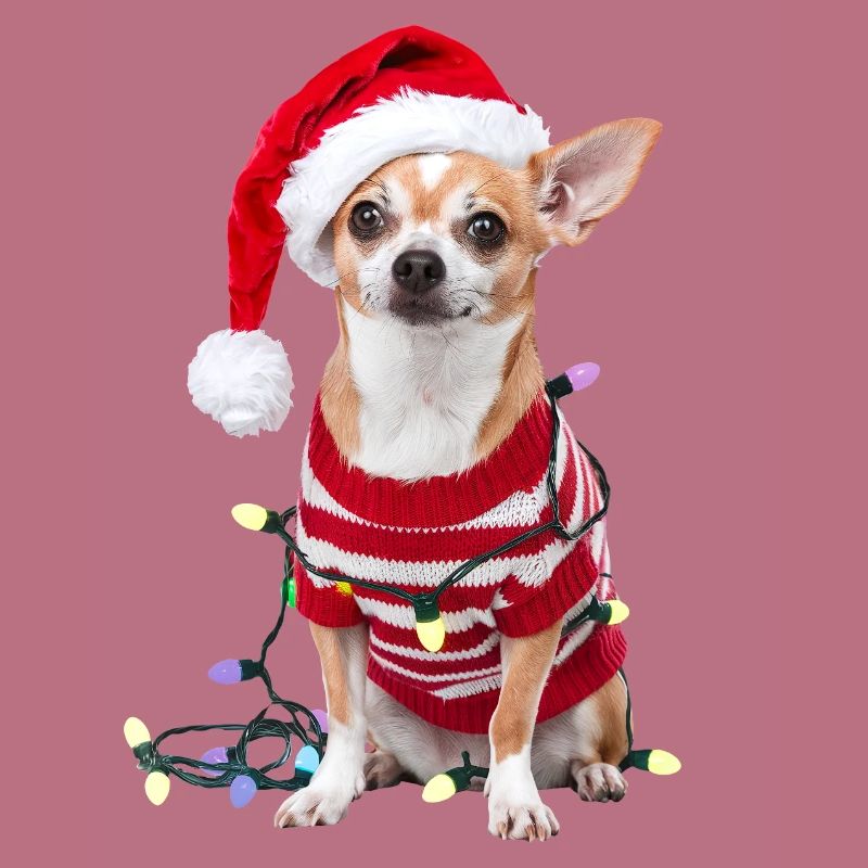 Chihuahua Pull de Noël Chien Mignon