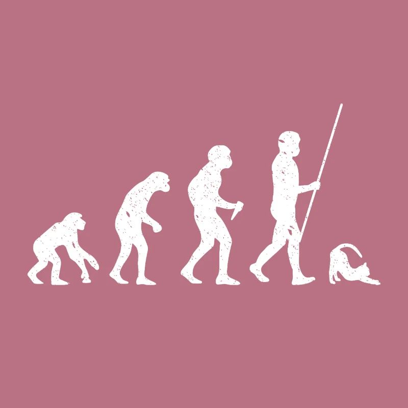Katze Evolution