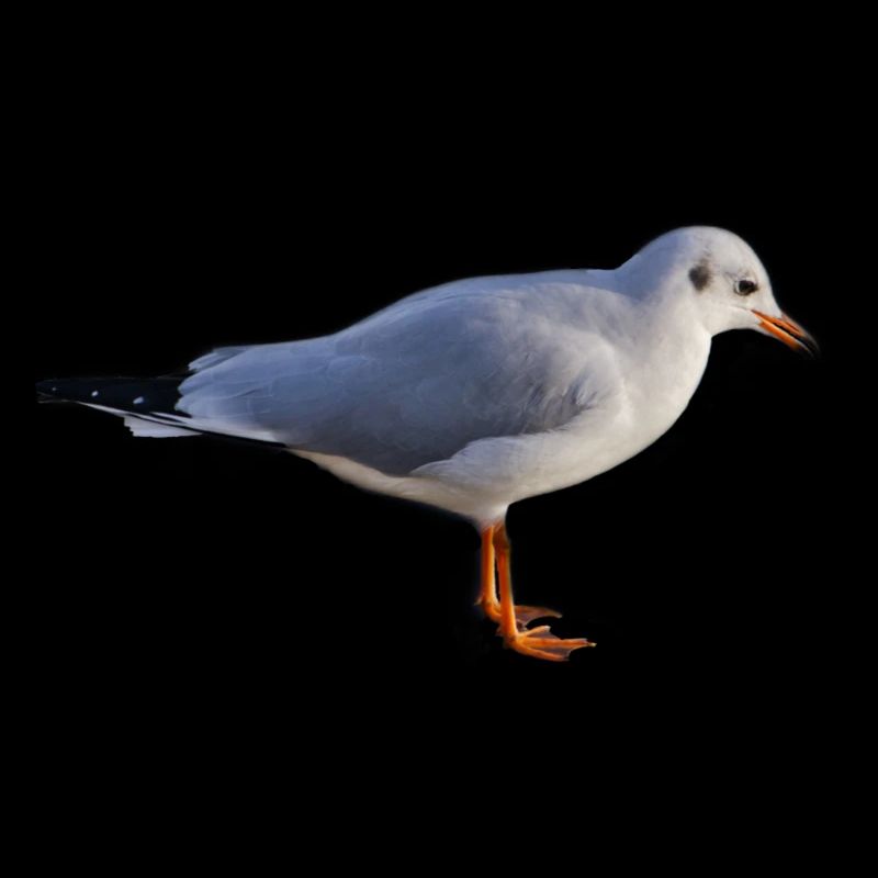 Môwe