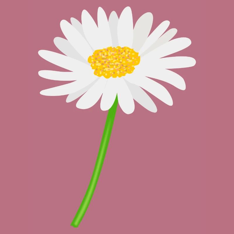 Blume Gänseblümchen mit Stiel