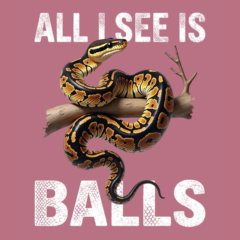 Königspython Schlangen Liebhaber Terrarium Python