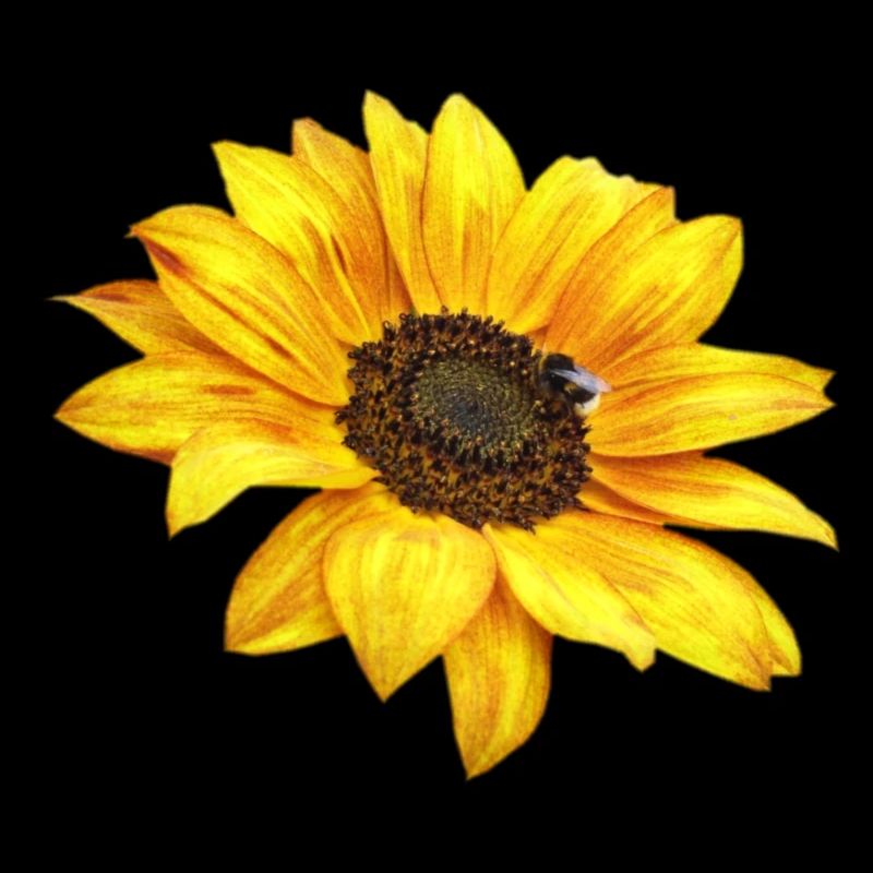 Sonnenblume