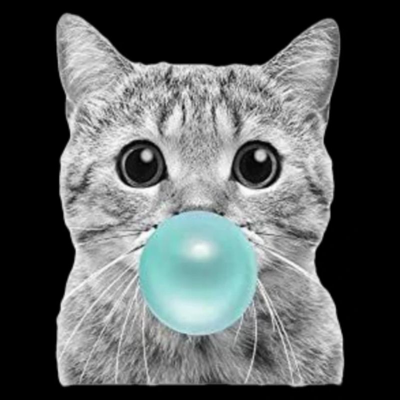 coole Katze