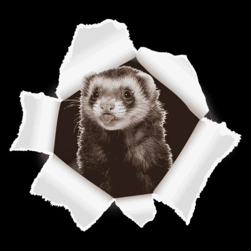 Weasel looking through hole