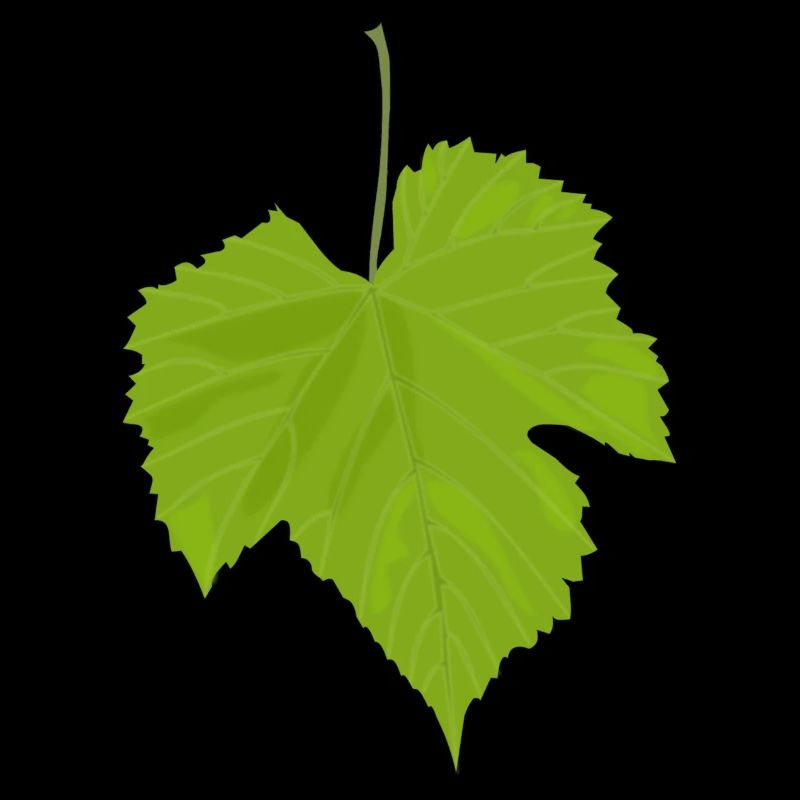 feuille d'érable