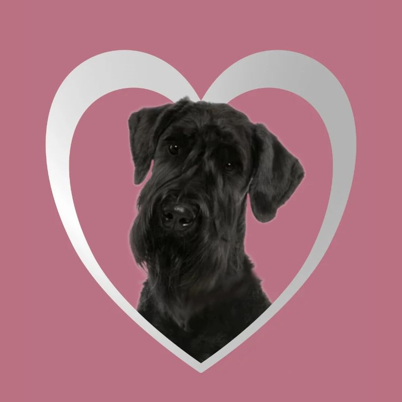 Cœur de Schnauzer géant - J’aime le Schnauzer géant