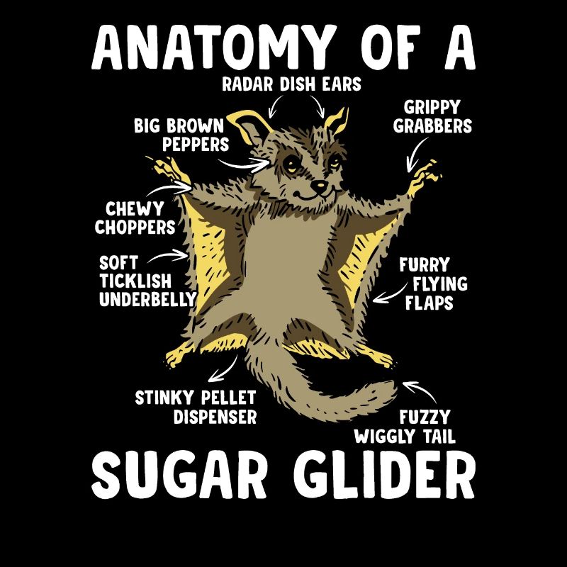 Anatomie du propriétaire de Sugar Glider Sugar Gliders