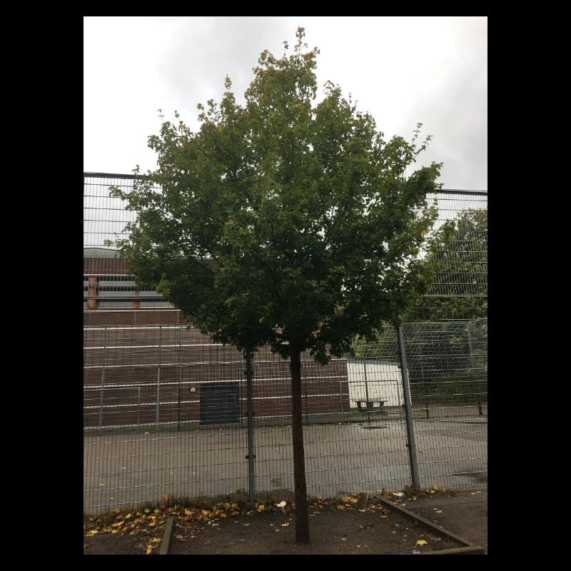 Un arbre