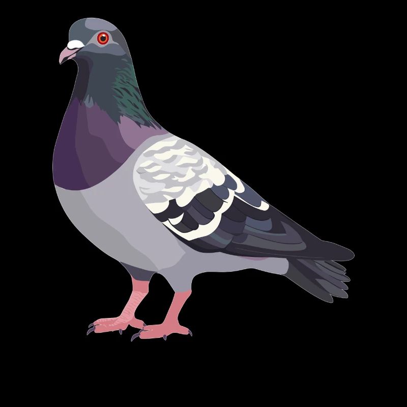 Tauben Taube