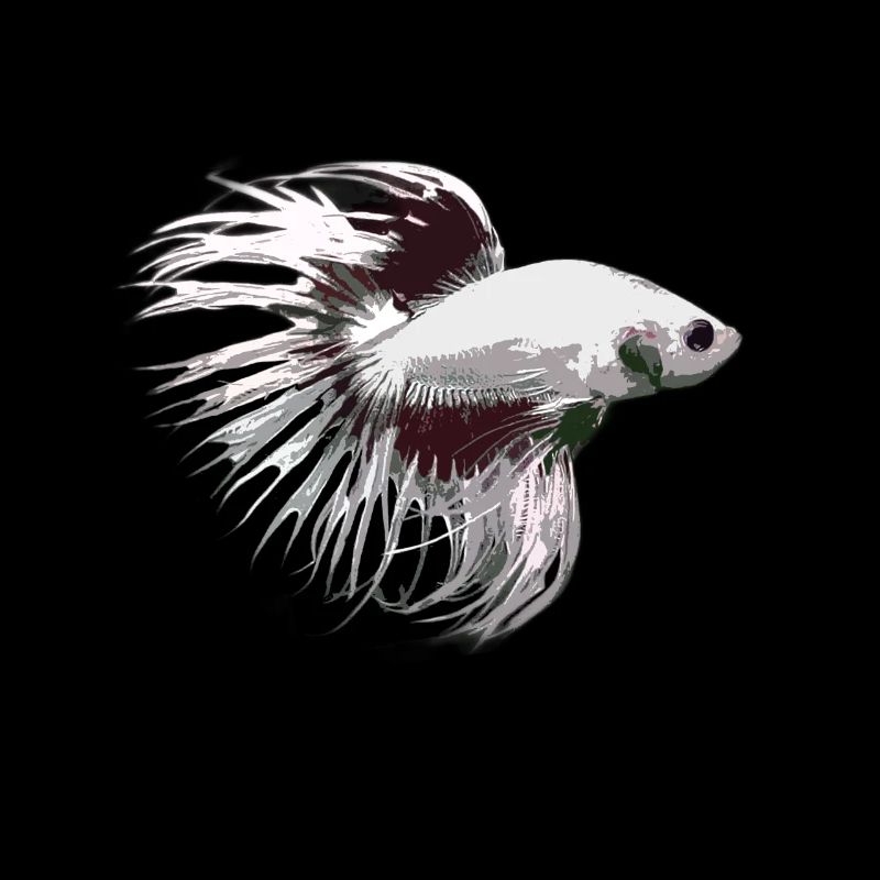 Crowntail Betta amant idée cadeau de poisson de combat
