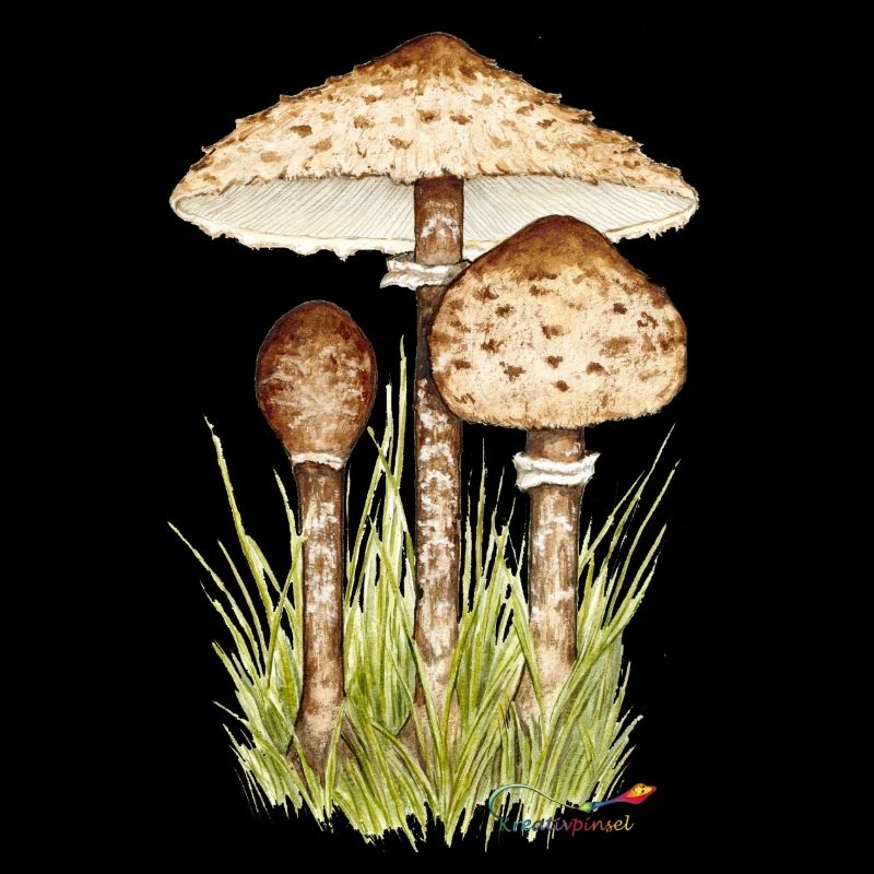 Champignon parasol ou parapluie géant