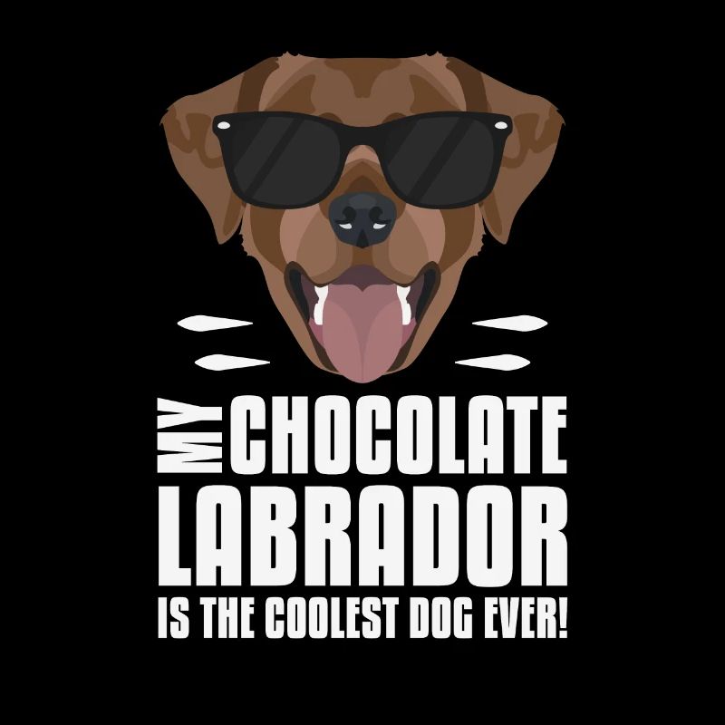 Mein Schoko Labrador, Lab ist der Coolste