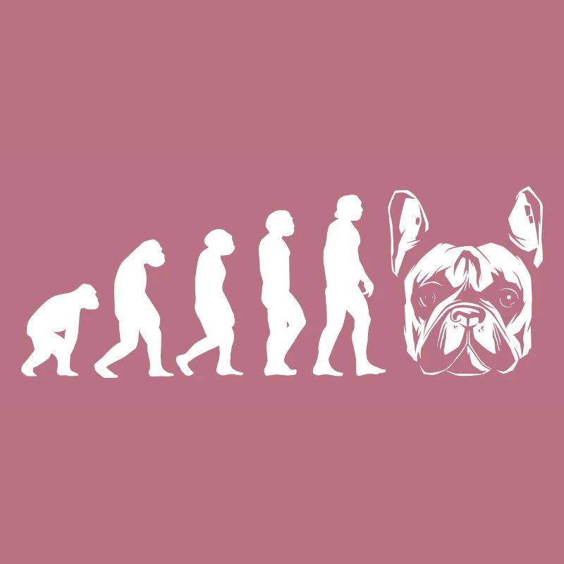 Evolution Bouledogue Français