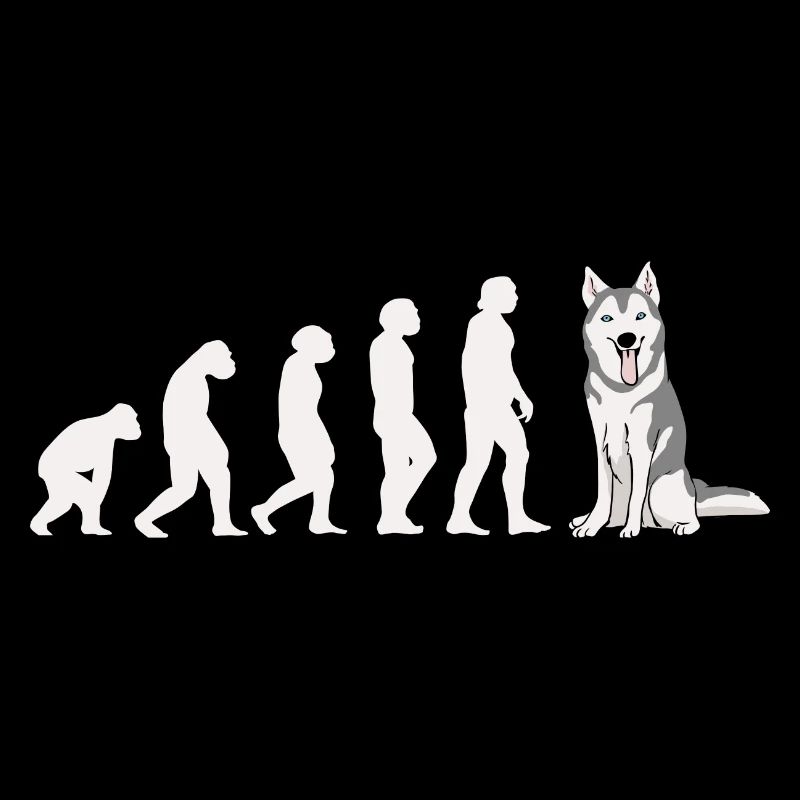 Evolution Husky sibérien