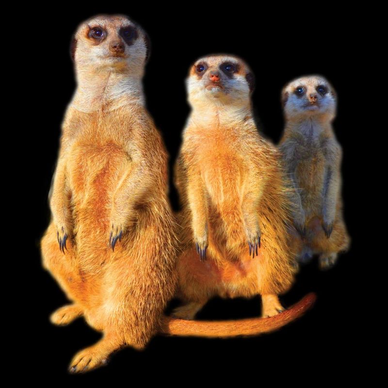 cool mignon mignon mignonne famille de suricates mignon